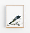 Colour pencil illustration of a willie wagtail in a teak frame
