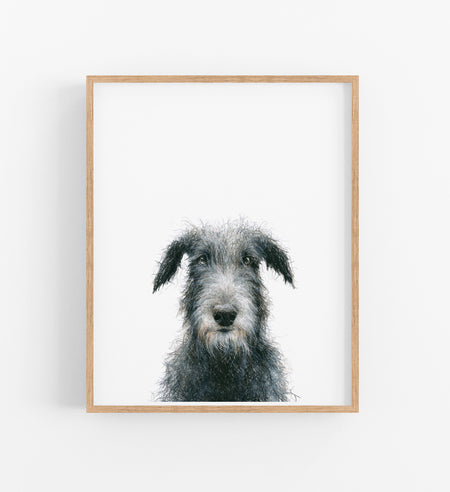a colour pencil drawing of an irish wolf hound in a timber frame
